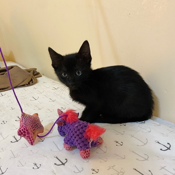 😻Bookmark me! All profits feed feral cats 🐈⬛ - Picture 11 of 11